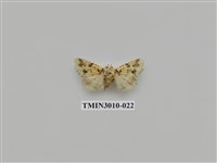 藏品(夜蛾619)的圖片